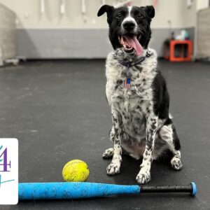 dog-training-helena-mt-7