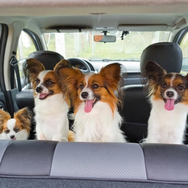 dog-seat-belt-helena-mt