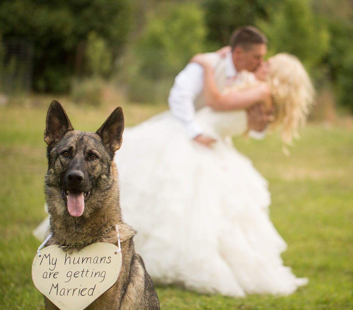 dog-weddings-montana
